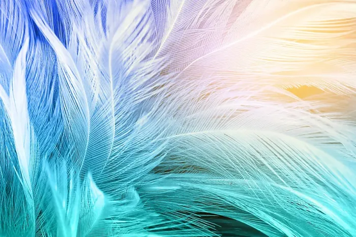 Framed Print : Green turquoise and blue color trends chicken feather texture background, Light orange Framed Print : Green turquoise and blue color trends chicken feather texture background, Light orange