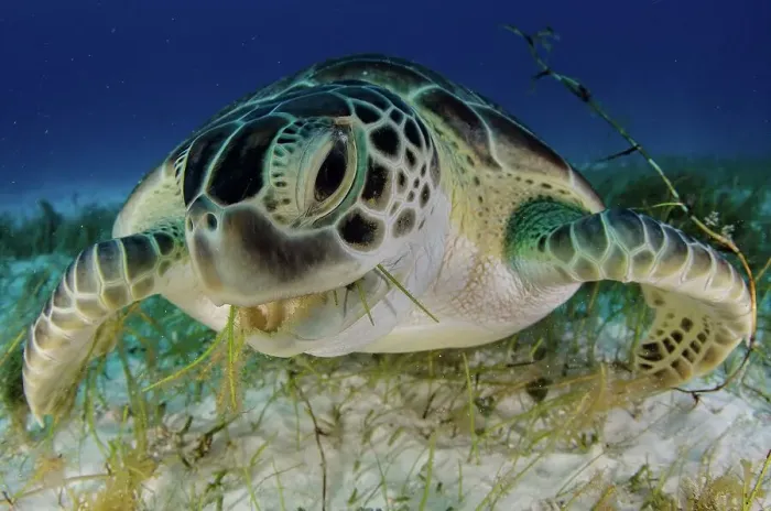 Framed Print : Green turtle (Chelonia mydas) feeding on sea grass in Cancun water