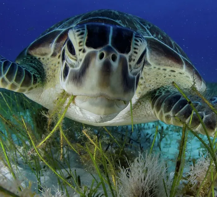 Framed Print : Green turtle (Chelonia mydas) feeding on sea grass in Cancun water Framed Print : Green turtle (Chelonia mydas) feeding on sea grass in Cancun water