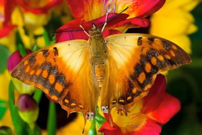 Framed Print : Green-Veined Charaxes Framed Print : Green-Veined Charaxes