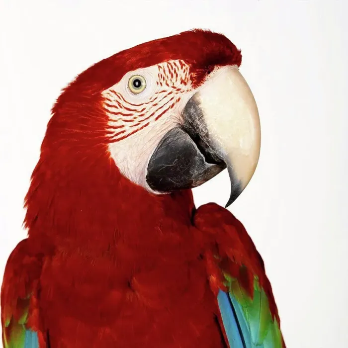 Framed Print : Green Wing Macaw Framed Print : Green Wing Macaw