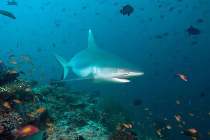 Framed Print : Grey Reef Shark, Carcharhinus amblyrhynchos, Maldives, Guraidhoo Channel, South Male Atoll Framed Print : Grey Reef Shark, Carcharhinus amblyrhynchos, Maldives, Guraidhoo Channel, South Male Atoll