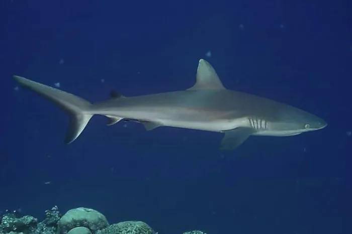 Framed Print : Grey Reef Shark (Carcharhinus amblyrhynchos), Palau, Micronesia, Oceania Framed Print : Grey Reef Shark (Carcharhinus amblyrhynchos), Palau, Micronesia, Oceania