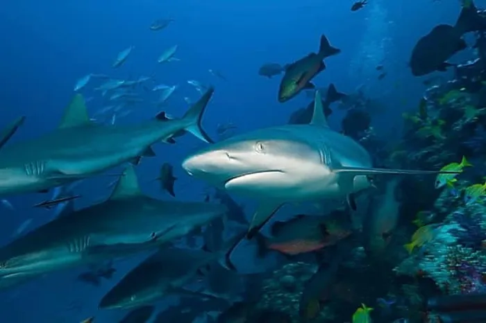 Framed Print : Grey reef sharks, Carcharhinus amblyrhynchos, Nagali, Fiji, Oceania Framed Print : Grey reef sharks, Carcharhinus amblyrhynchos, Nagali, Fiji, Oceania
