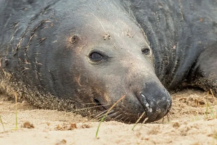 Framed Print : Grey seal bull (Halichoerus grypus) breeding colony