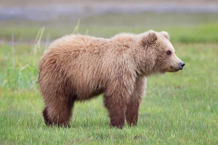 Framed Print : Grizzly bear / Alaska brown bear Ursus arctos horribilis Framed Print : Grizzly bear / Alaska brown bear Ursus arctos horribilis