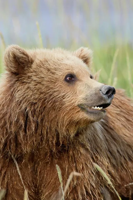 Framed Print : Grizzly bear / Alaska brown bear Ursus arctos horribilis Framed Print : Grizzly bear / Alaska brown bear Ursus arctos horribilis