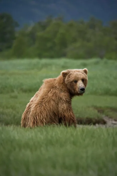 Framed Print : Grizzly bear siting in a green grassy meadow, looking over its shoulder at the camera, Katmai National Park, Alaska Framed Print : Grizzly bear siting in a green grassy meadow, looking over its shoulder at the camera, Katmai National Park, Alaska