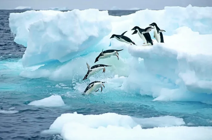 Framed Print : A group of Adelie penguins Pygoscelis adelie leaving their nesting colony on a foraging trip. Antarctic Peninsula Framed Print : A group of Adelie penguins Pygoscelis adelie leaving their nesting colony on a foraging trip. Antarctic Peninsula
