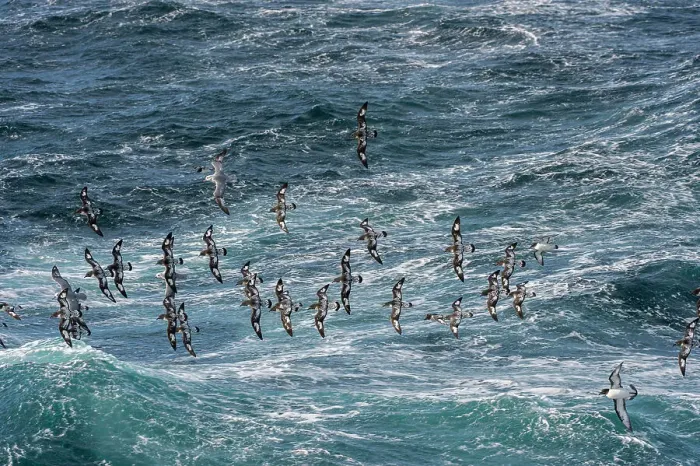 Framed Print : A group of Cape Petrels (Daption capense) and Southern Fulmars (Fulmarus glacialoides) flying over the sea in the Drake Passage Framed Print : A group of Cape Petrels (Daption capense) and Southern Fulmars (Fulmarus glacialoides) flying over the sea in the Drake Passage