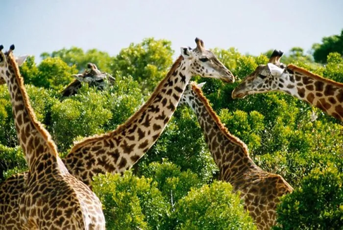 Framed Print : Group of giraffes in a forest, Kenya Framed Print : Group of giraffes in a forest, Kenya