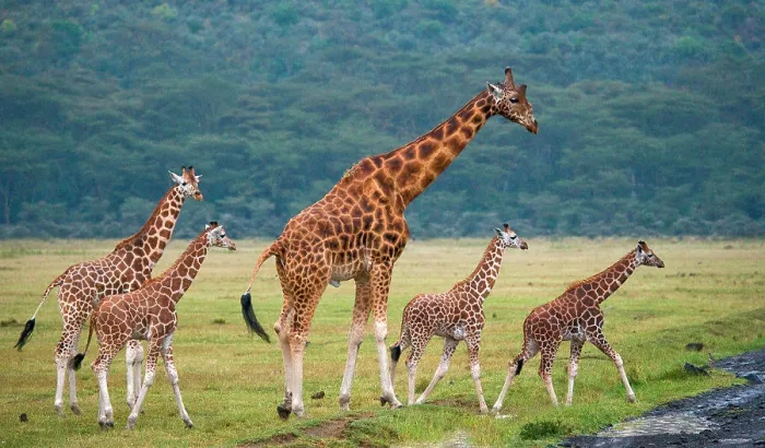 Framed Print : Group of giraffes (Giraffa camelopardalis tippelskirchi) in the savanna. Kenya. Tanzania. East Africa Framed Print : Group of giraffes (Giraffa camelopardalis tippelskirchi) in the savanna. Kenya. Tanzania. East Africa
