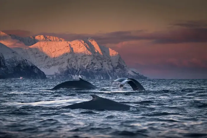 Framed Print : Group of humpback whales diving, Skjervøy, Troms, Norway