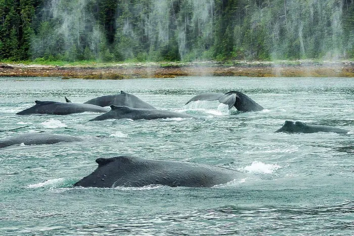 Framed Print : A group of humpback whales travel together to feed in Alaska waters