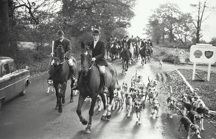 Framed Print : Group of people riding on horses with dogs and going for fox hunting, Somerset, England