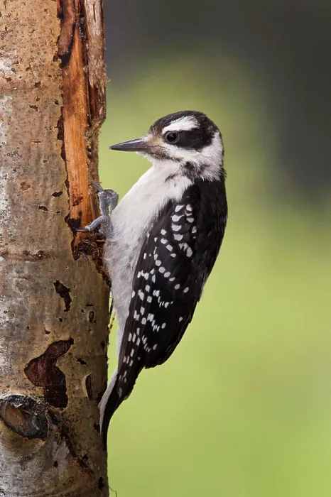 Framed Print : Hairy woodpecker Picoides villosus, female, Lac Le Jeune, British Columbia, Canada Framed Print : Hairy woodpecker Picoides villosus, female, Lac Le Jeune, British Columbia, Canada