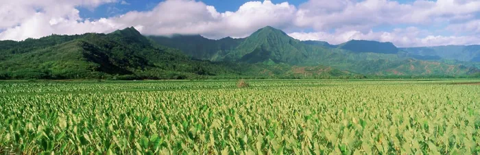 Framed Print : Hanalei Valley, Hawaii