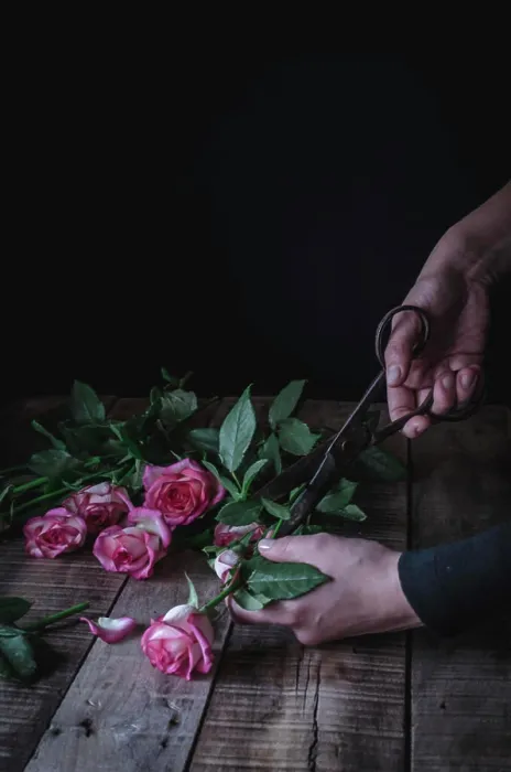 Framed Print : Hands of unrecognizable person cutting leaves from pink roses