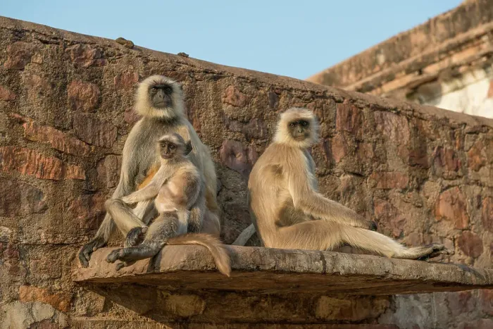 Framed Print : Hanuman Langur Presbytis entellus group perched on wall Ranthambhore Rajasthan India Framed Print : Hanuman Langur Presbytis entellus group perched on wall Ranthambhore Rajasthan India