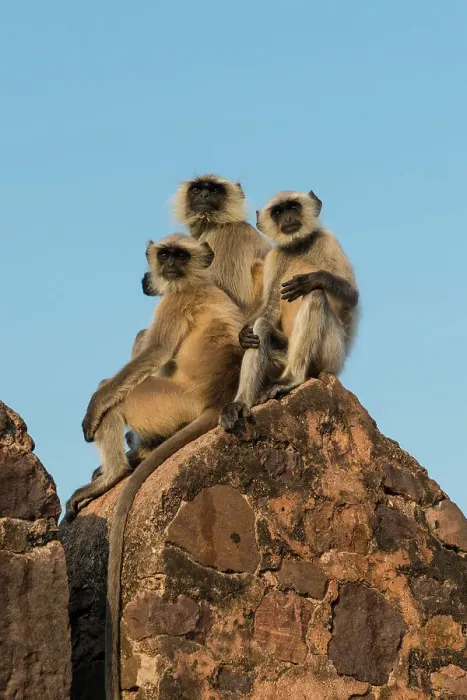 Framed Print : Hanuman Langur Presbytis entellus group perched on wall Ranthambhore Rajasthan India Framed Print : Hanuman Langur Presbytis entellus group perched on wall Ranthambhore Rajasthan India
