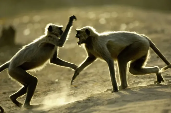 Framed Print : Hanuman langurs (Semnopithecus entellus) fighting playfully Framed Print : Hanuman langurs (Semnopithecus entellus) fighting playfully