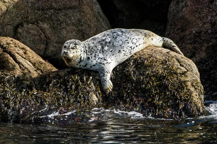 Framed Print : Harbor seal (Phoca vitulina), Resurrection Bay, Kenai Fjords National Park, Alaska, USA Framed Print : Harbor seal (Phoca vitulina), Resurrection Bay, Kenai Fjords National Park, Alaska, USA