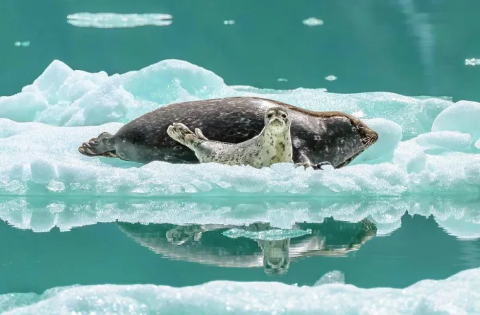 Framed Print : A harbor seal and pup find refuge from predators on an iceberg