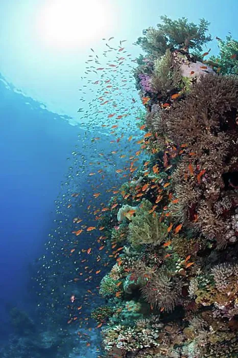 Framed Print : Harem flagfish on the reef (Pseudanthias squamipinnis), St. Johns, Red Sea, Egypt, Africa Framed Print : Harem flagfish on the reef (Pseudanthias squamipinnis), St. Johns, Red Sea, Egypt, Africa