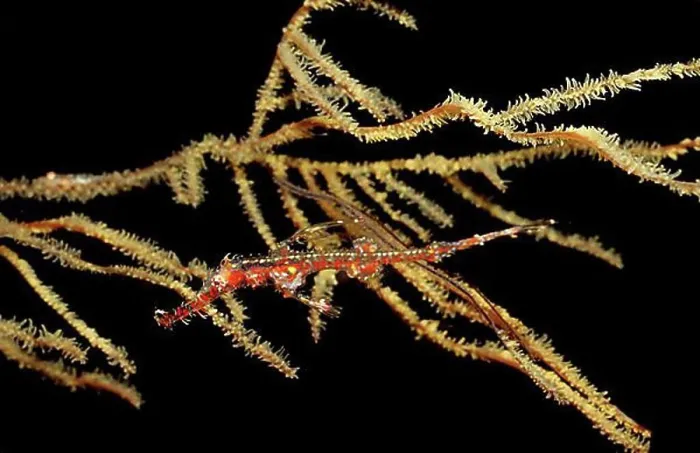Framed Print : Harlequin ghost pipefish (Solenostomus paradoxus), Komodo National Park, Indian Ocean, Indonesia, Asia Framed Print : Harlequin ghost pipefish (Solenostomus paradoxus), Komodo National Park, Indian Ocean, Indonesia, Asia