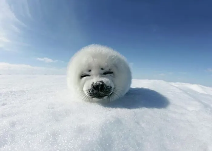 Framed Print : Harp seal pup (Phoca groenlandica) lying on snow, Greenland Framed Print : Harp seal pup (Phoca groenlandica) lying on snow, Greenland