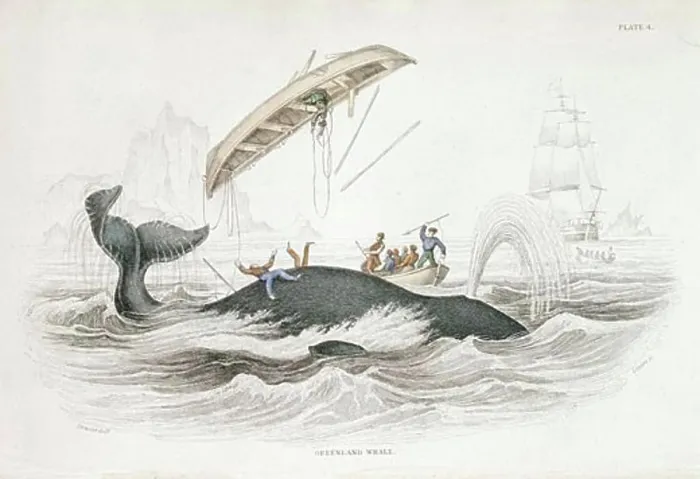 Framed Print : Harpooning a Greenland Whale which has tossed one of the attacking boats Framed Print : Harpooning a Greenland Whale which has tossed one of the attacking boats