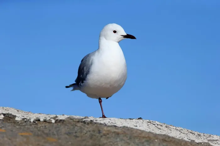 Framed Print : Hartlaub's Gull, king gull, (Chroicocephalus hartlaubii)