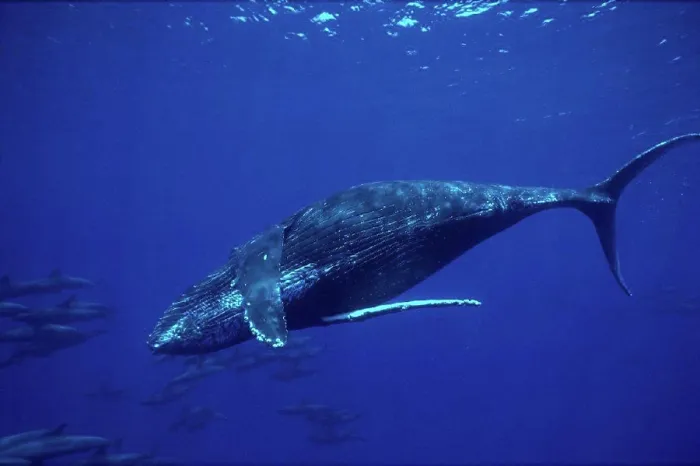 Framed Print : Hawaii, Humpback Whale swimming underwater w / Melon Head Whales B2004 Framed Print : Hawaii, Humpback Whale swimming underwater w / Melon Head Whales B2004