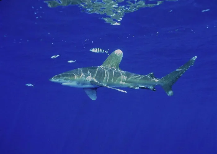 Framed Print : Hawaii Oceanic Whitetip shark clear blue ocean nr surface D2000 reflections fish (Carcharhinus longimanus) Framed Print : Hawaii Oceanic Whitetip shark clear blue ocean nr surface D2000 reflections fish (Carcharhinus longimanus)