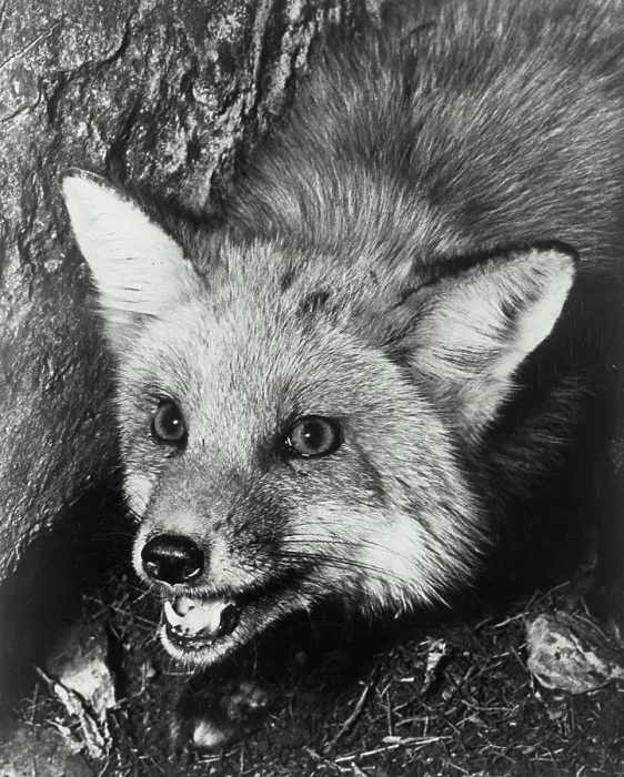 Framed Print : Head of Fox Framed Print : Head of Fox
