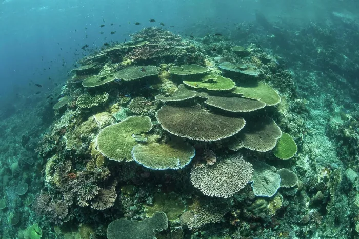 Framed Print : Healthy reef-building corals thrive in Komodo National Park, Indonesia