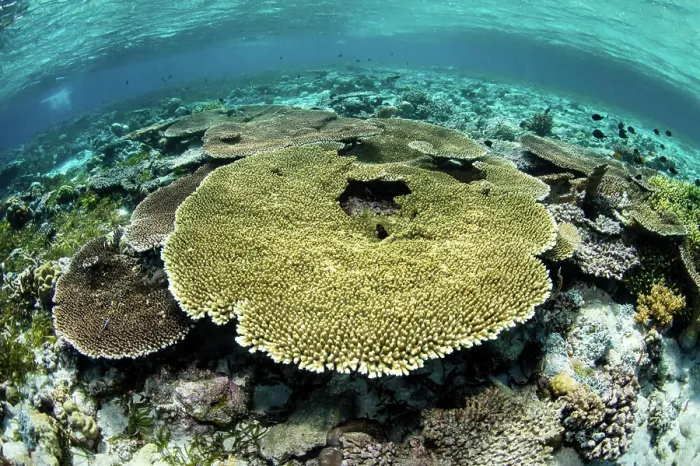 Framed Print : Healthy table corals, Acropora sp. thrive in the shallows of Wakatobi National Park Framed Print : Healthy table corals, Acropora sp. thrive in the shallows of Wakatobi National Park