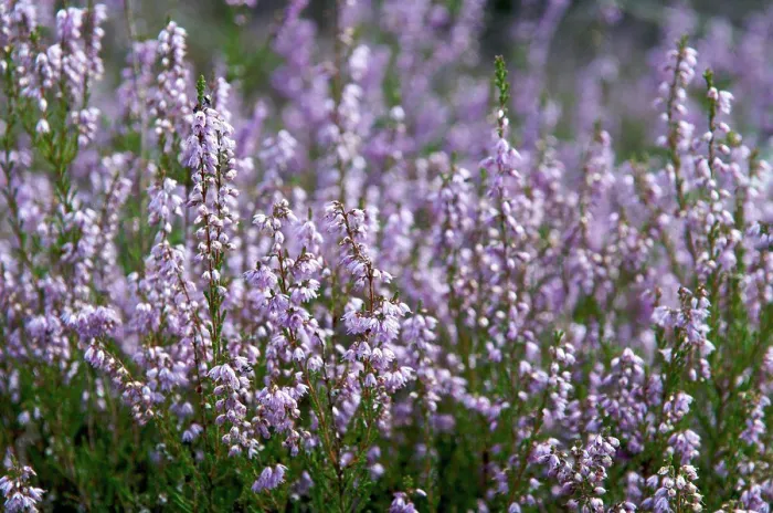 Framed Print : Heather blooming in the massif of Fontainebleau Framed Print : Heather blooming in the massif of Fontainebleau