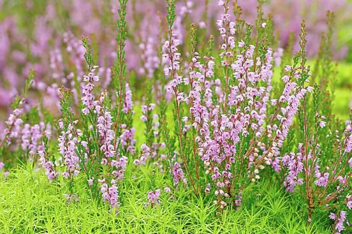 Framed Print : Heather flower and maidenhair moss Framed Print : Heather flower and maidenhair moss