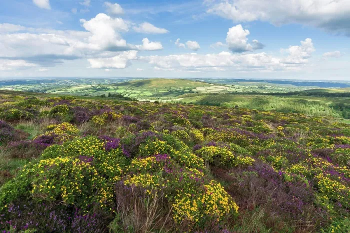 Framed Print : Heather and Western Gorse Hamel Down with Easdon Tor beyond in Dartmoor National Park Framed Print : Heather and Western Gorse Hamel Down with Easdon Tor beyond in Dartmoor National Park