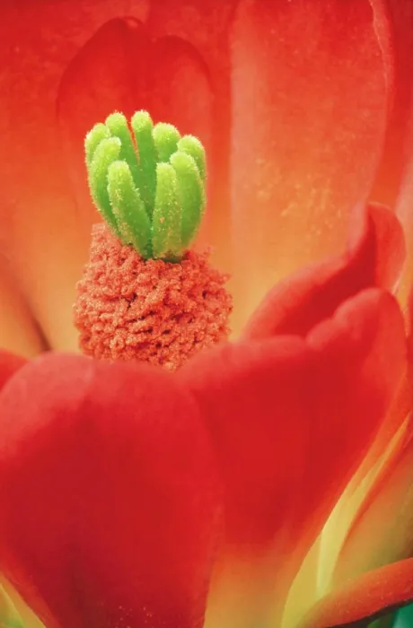 Framed Print : Hedgehog CACTUS Flower - close up Framed Print : Hedgehog CACTUS Flower - close up