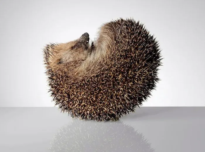 Framed Print : Hedgehog, curled up Framed Print : Hedgehog, curled up