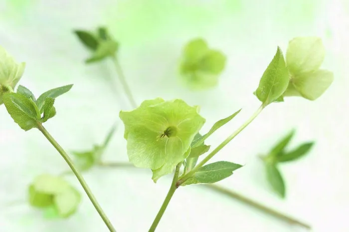 Framed Print : Helleborus niger flowers on textile, close up Framed Print : Helleborus niger flowers on textile, close up
