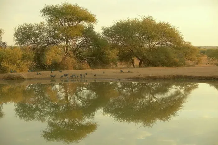 Framed Print : Helmeted Guineafowl (Nmida meleagris) flock drinking at a waterhole Framed Print : Helmeted Guineafowl (Nmida meleagris) flock drinking at a waterhole