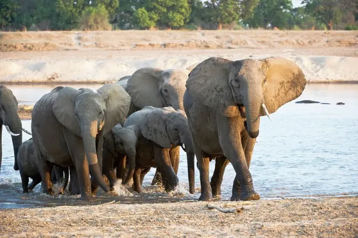 Framed Print : Herd of African elephants (Loxodonta africana) wading through the Luangwa River