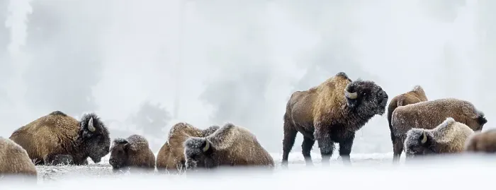 Framed Print : Herd of American Bison (Bison bison) covered in early morning frost