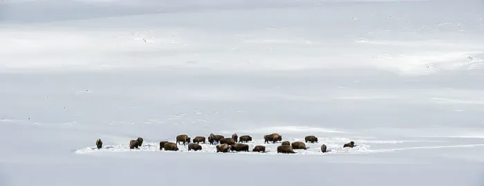 Framed Print : A herd of American Bison (Bison bison) in deep snow in the Hayden Valley Framed Print : A herd of American Bison (Bison bison) in deep snow in the Hayden Valley