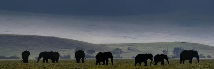 Framed Print : Herd of bull Elephants (Loxodonta africana) grazing early morning on the floor of the Ngorongoro Crater Framed Print : Herd of bull Elephants (Loxodonta africana) grazing early morning on the floor of the Ngorongoro Crater