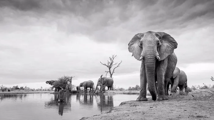 Framed Print : Herd of elephant, Loxodonta Africana, stand around a waterhole