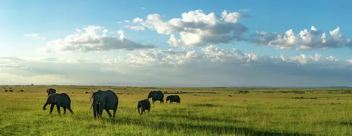 Framed Print : A herd of elephants walk the savanna in the Maasai Mara in Kenya Framed Print : A herd of elephants walk the savanna in the Maasai Mara in Kenya